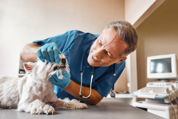 Best Emergency Dental Care for Abscessed Tooth in Arcola, TX